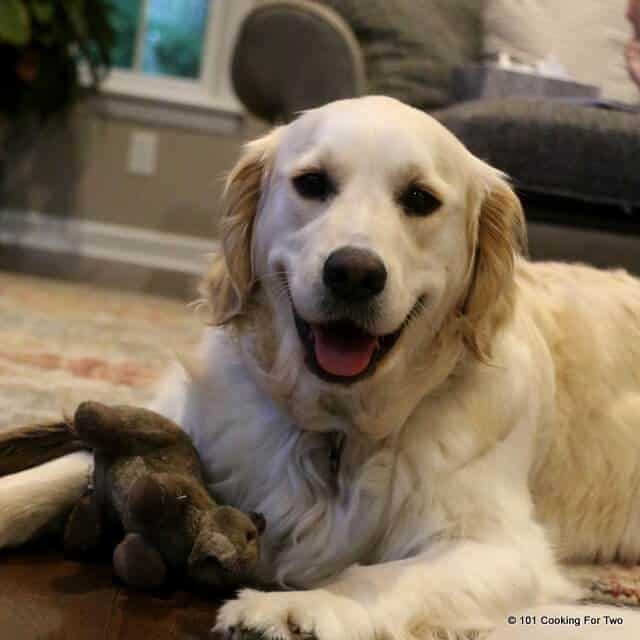 image of a smiling Lilly dog