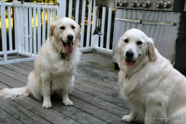 Molly and Lilly setting on the deck