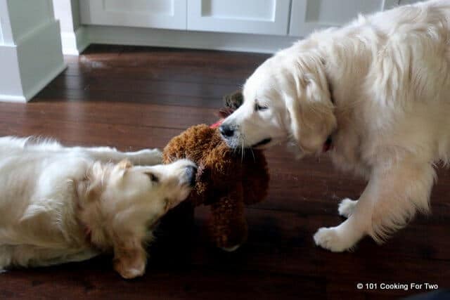 Lilly and Molly dogs playing tug with a stuffed toy