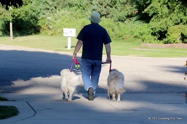 Tempo di passeggiata del cane - camminare Molly Dog e Lilly Dog fuori dal vialetto su lish