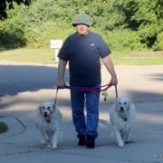 Dog walking with dogs on leash
