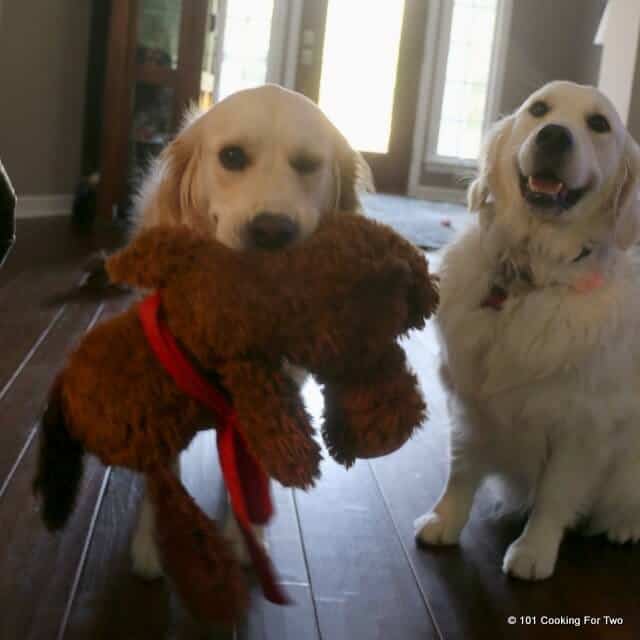 Molly and Lilly Dogs with a stuffed dog