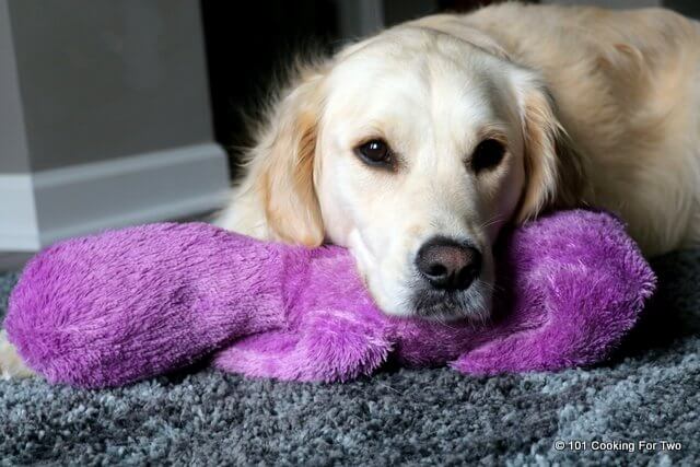Lilly dog and Purple Puppy