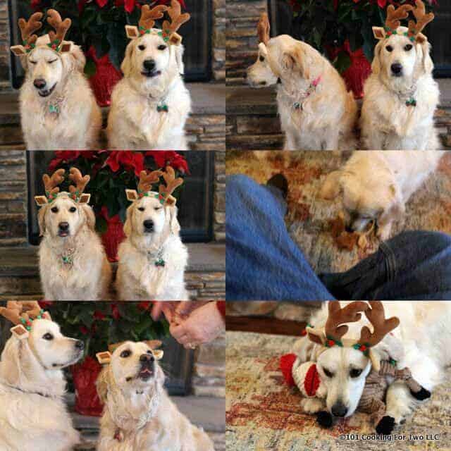image of Lilly and Molly dogs in outtakes with antlers for Holiday Picture 2015