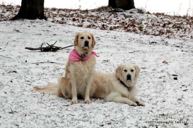 Dogs in Snow