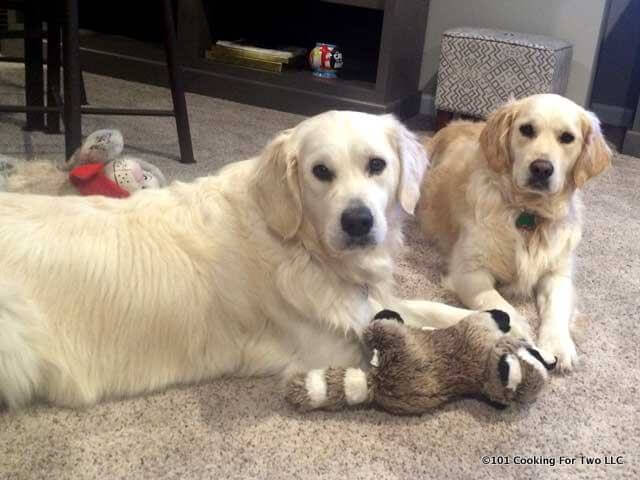 Molly and Lilly dogs with a toy raccoon.