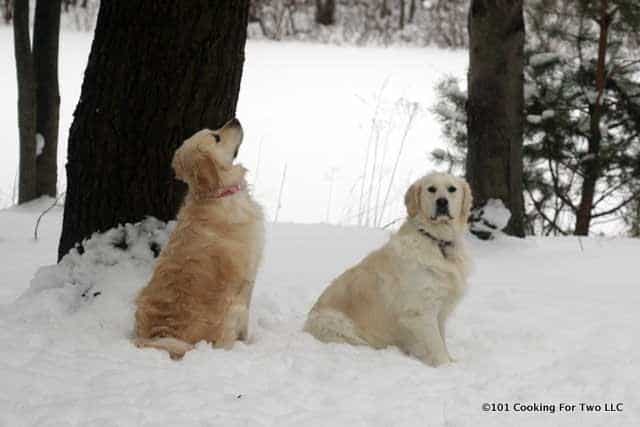 Dogs in snow looking up the tree