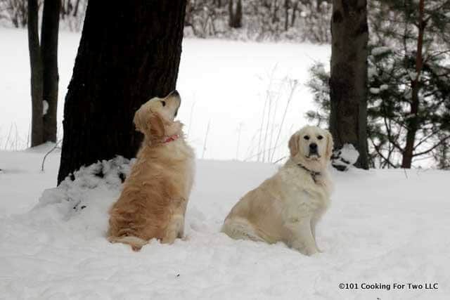 Molly and Lilly dogs in the snow looking for Mr. Squirrel