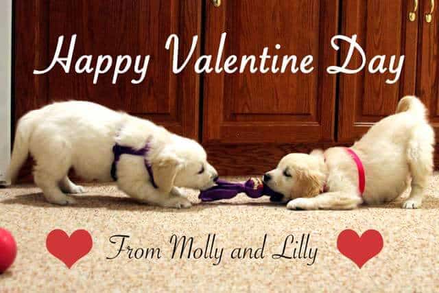 Happy Valentine's graphic with dogs playing