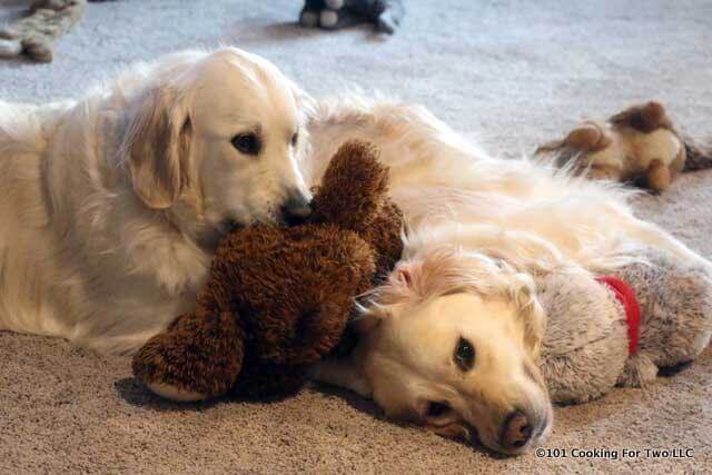Molly and Lilly dogs with a stuffed toy