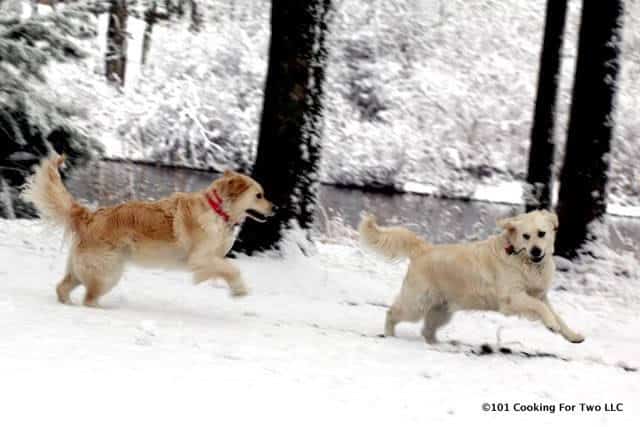 lilly and molly dogs running in the snow