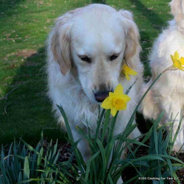 image of Lilly dog sniffing flower