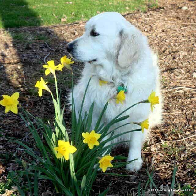 Molly dog sniffing flowers spring 2016