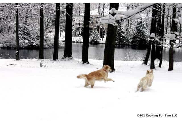 Dogs running in a spring snow