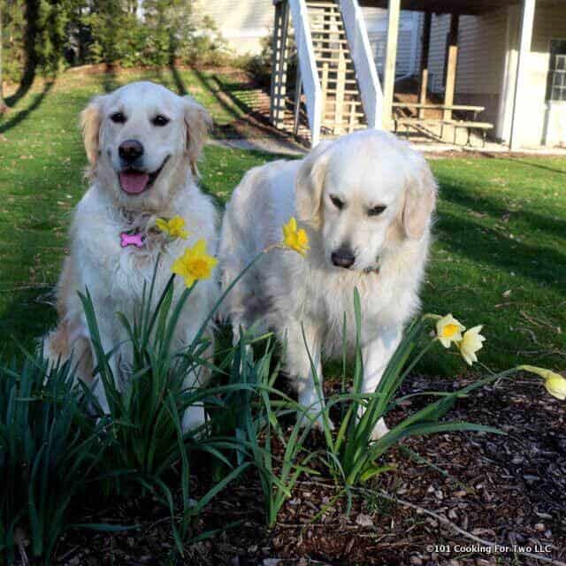 Molly and Lilly dogs posing with flowers in Spring 2016