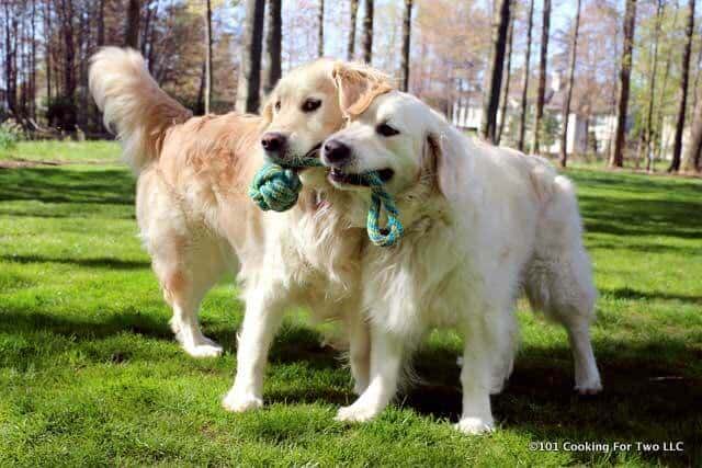 Molly and Lilly dogs playing with a ball on a rope.