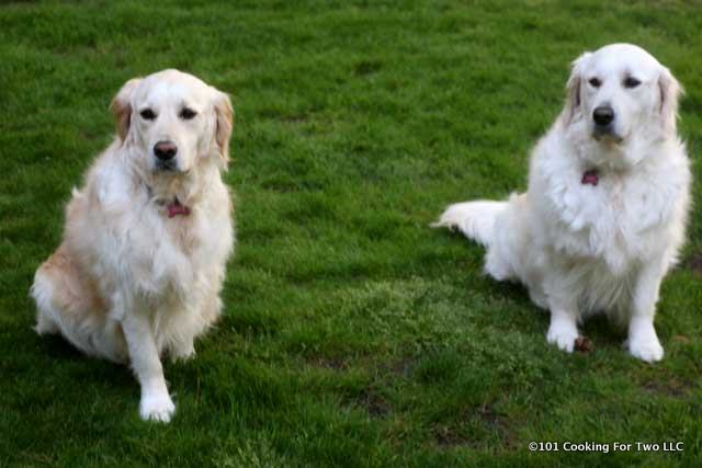 Molly and Lilly dogs setting in a green yard