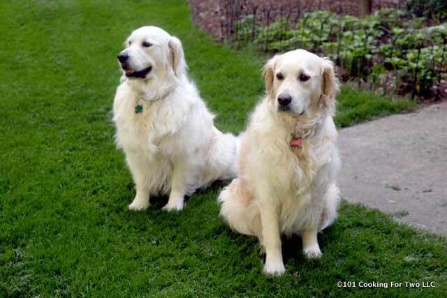 Molly and Lilly setting in the green grass