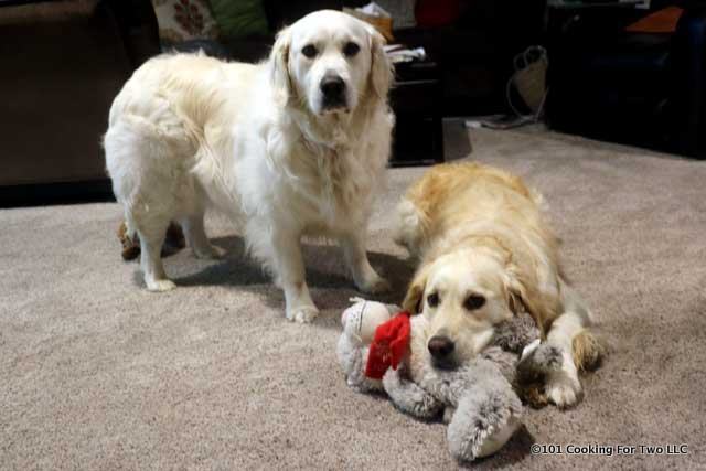 Molly and Lilly dogs with a stuffed kitten