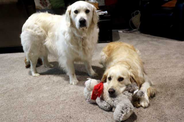 Molly and Lilly dogs with a stuffed toy