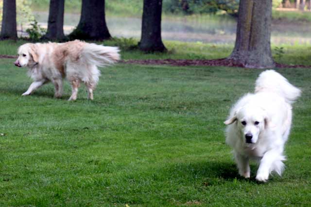 Molly and Lilly walking in the yard