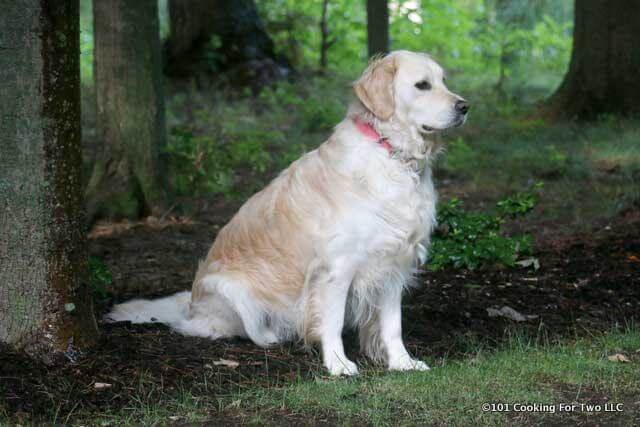 Lilliy dog looking great in the woods