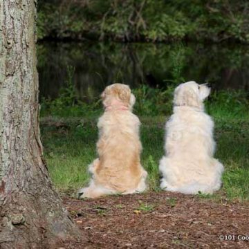 Dogs in nature