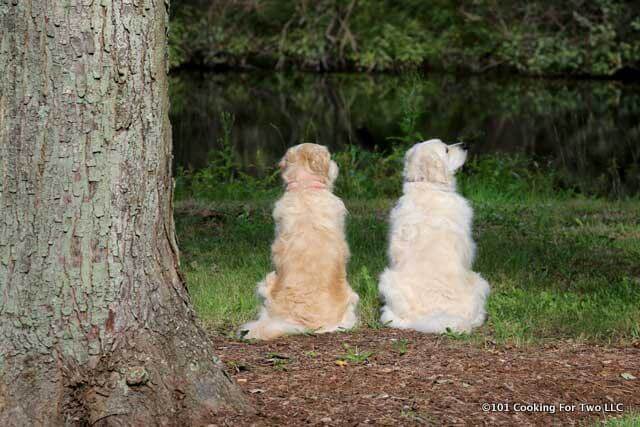 Molly and Lilly looking over the pond
