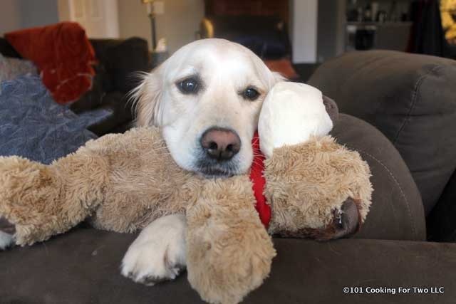 Lilly dog with a stuffed toy