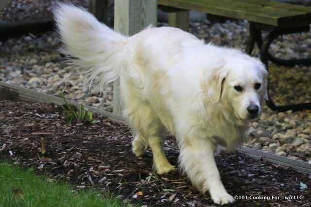 Molly dog walking in the woods.