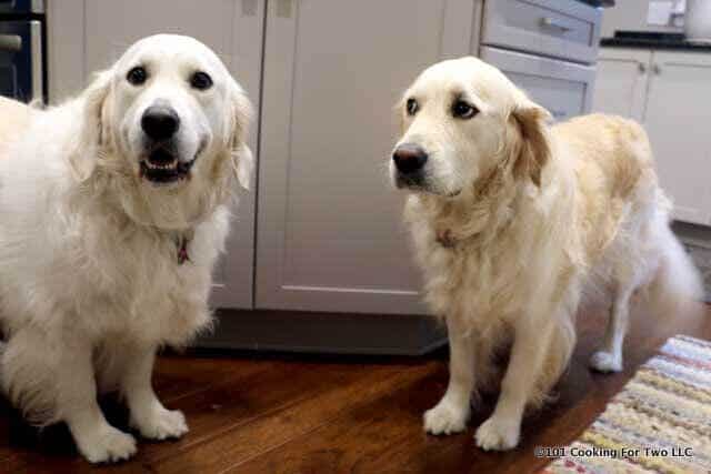 image of Molly and Lilly dogs as Sous Chefs in Training.