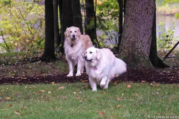 Dogs by the pond.