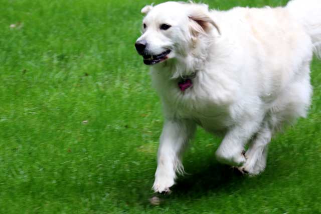 Molly running in the grass