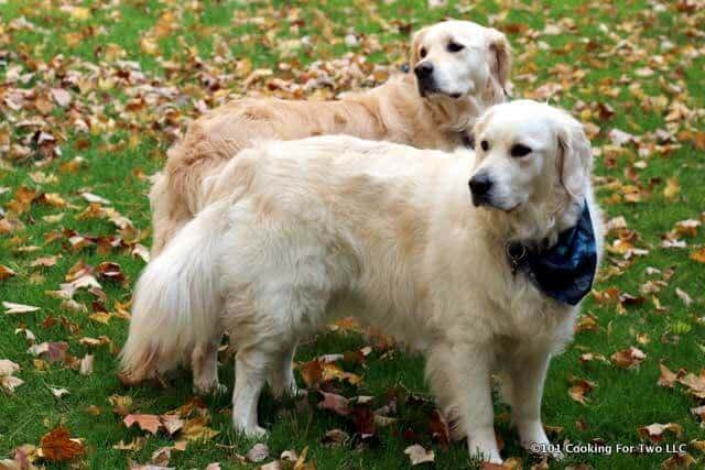 the dogs standing in a leaf filled yard