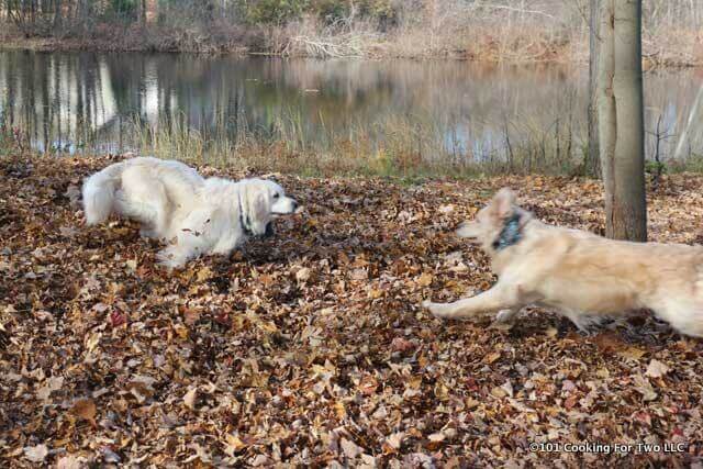Molly and Lilly dogs running in leaves