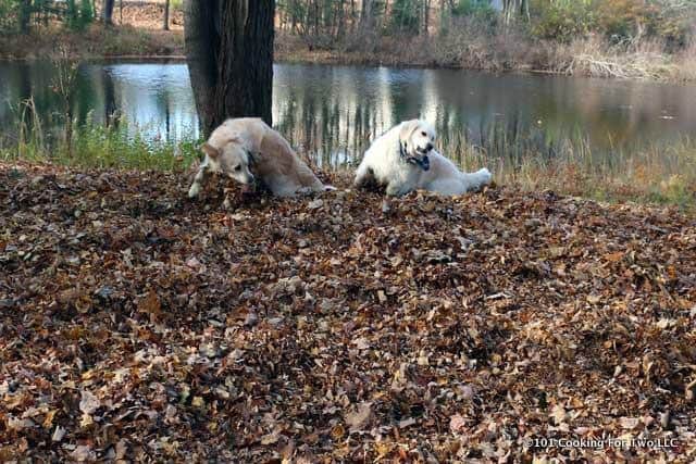 Dogs in leafs 2016 2