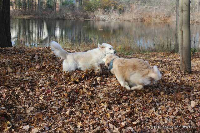Dogs in leafs 2016 5