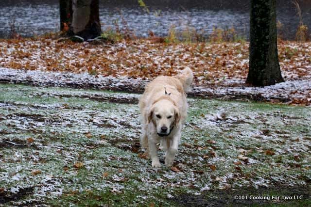 Lilly dog walking in a yard with light snow cover