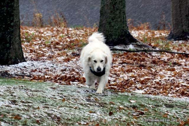 Molly dog walking in a yard with light snow cover