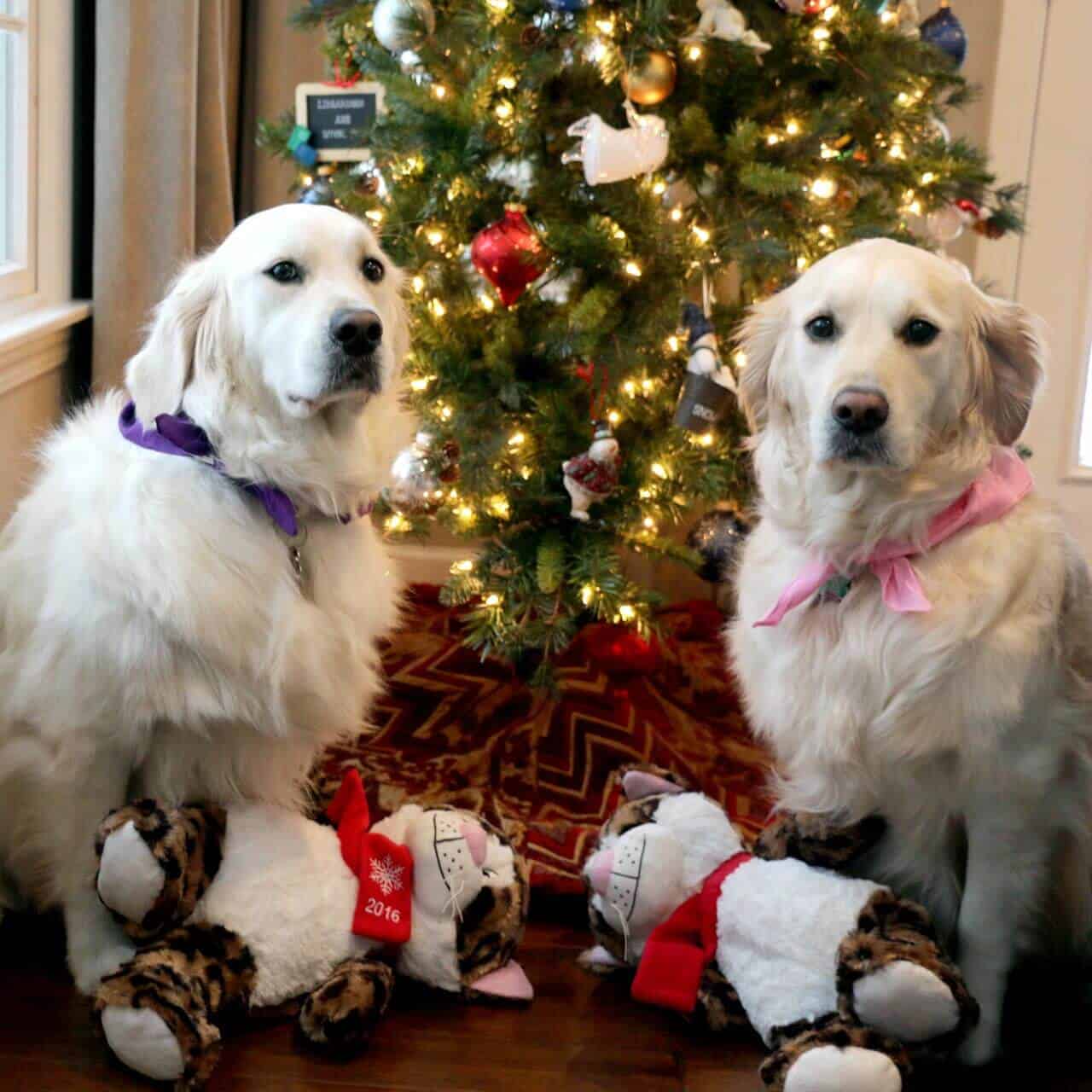 Molly and Lilly with stuffed cats and the Christmas tree
