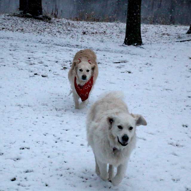 dogs running in snow