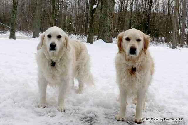 Dogs standing in the snow