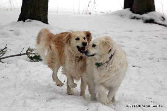 dogs playing in the snow