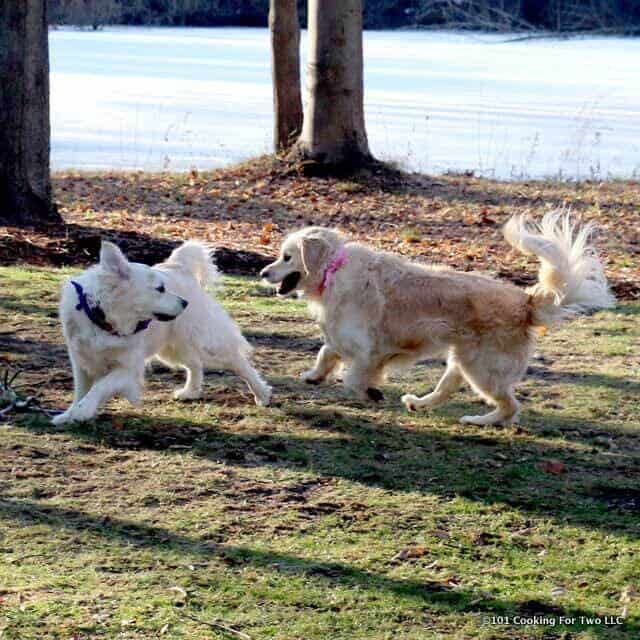 Molly Hund und Lilly Hund spielen im Garten