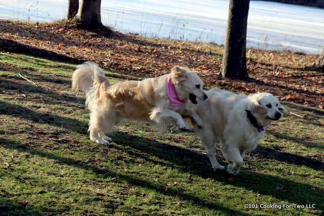 Lilly and Molly dogs playing in yard with green grass