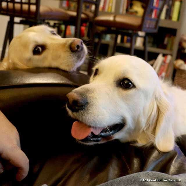 Doggies say Hi over arm of chair