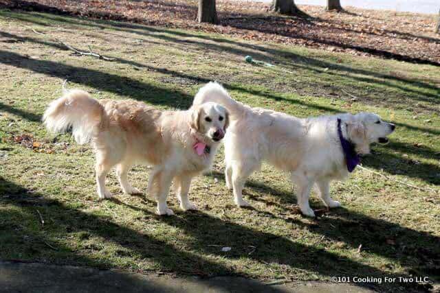 Lilly and Molly standing in the yard