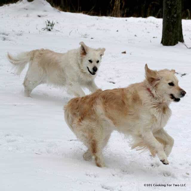 Dogs playing in snow