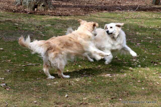 dogs at play