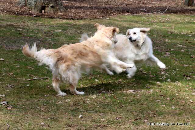 dogs at playing in the yard